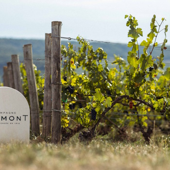 Telmont-01.jpg