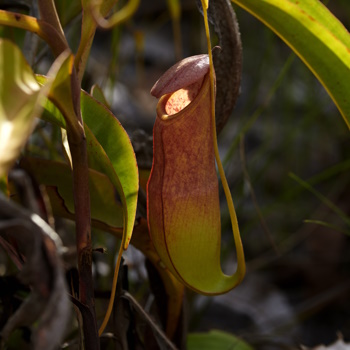 Louis Vuitton on X: Immense biodiversity. With this partnership