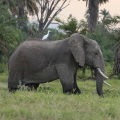 elephant-Kenya-small.jpg