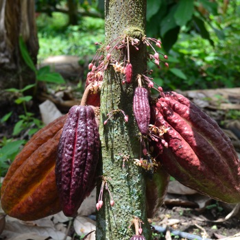 cacao-for-good-1.jpg