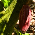 cacao-for-good-small.jpg