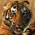 Kenzo-WWF-tigers-small.jpg