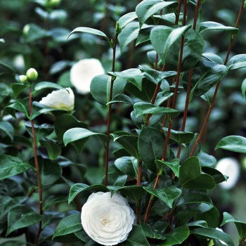 The Maison Chanel's white camelia is growing in the garden of