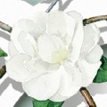 Chanel-jasmin-small.jpg