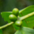 araku-coffee-small.jpg