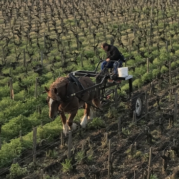 chateau-pontet-canet-1.jpg