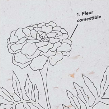 Fleurivore-2.jpg